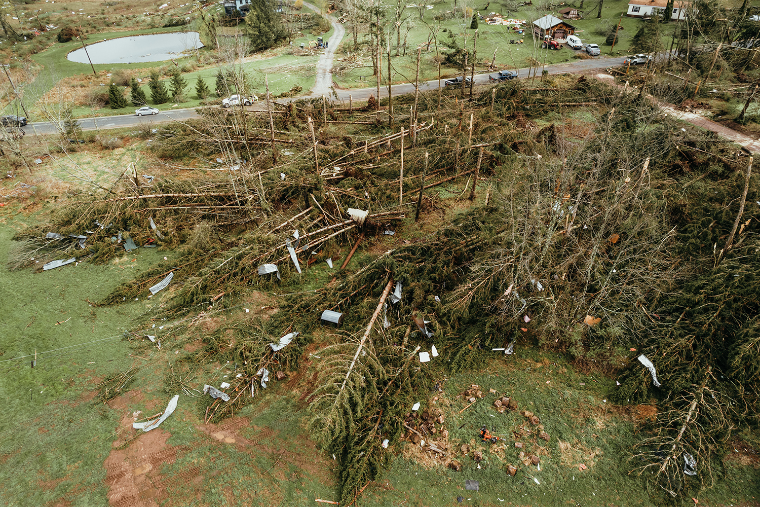Storm Damage Felled Trees